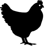 chicken