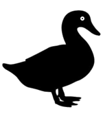 duck