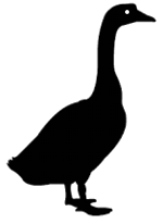 goose