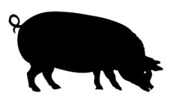 pig