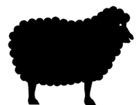 sheep, lamb